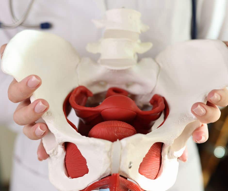 Spinal Column